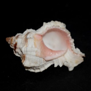 Muszla rozkolca Phyllonotus margaritensis (Abbott, 1958) n.2