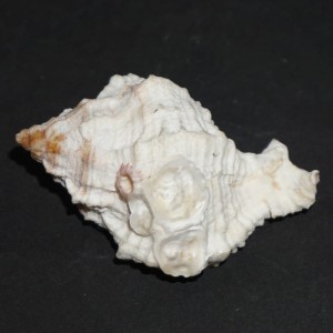 Muszla rozkolca Phyllonotus margaritensis (Abbott, 1958) n.2