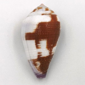 Muszla stożka Conus coffeae (Gmelin, 1791)