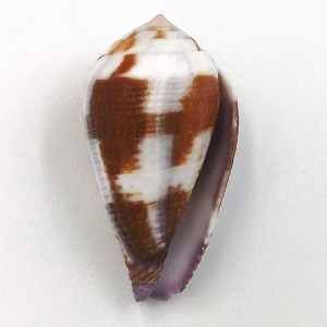Muszla stożka Conus coffeae (Gmelin, 1791)