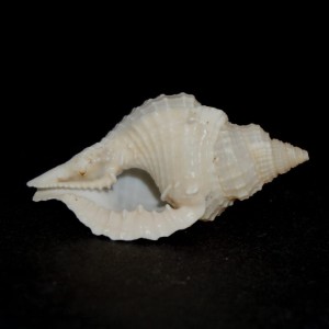 Muszla Distorsio reticularis (Linne, 1758) 