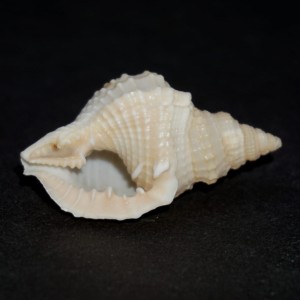 Muszla Distorsio reticularis (Linne, 1758) 