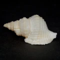 DSC02851.JPG