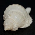 DSC02849.JPG