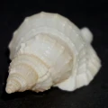 DSC02852.JPG