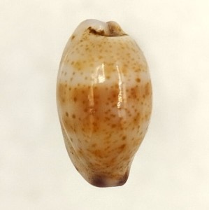 Muszla porcelanki Cypraea (Purpuradusta) hammondae raysummersi (Schilder, 1960)