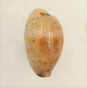 Muszla porcelanki Cypraea (Purpuradusta) hammondae raysummersi (Schilder, 1960)