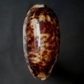 DSC00555.JPG