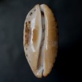 DSC00556.JPG