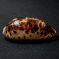 DSC00557.JPG