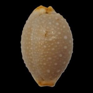 Muszla porcelanki Cypraea (Staphylaea) staphylaea (Linne, 1758) std.