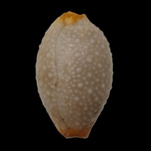 Muszla porcelanki Cypraea (Staphylaea) staphylaea (Linne, 1758) std.