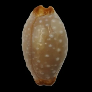Muszla porcelanki Cypraea (Staphylaea) limacina (Lamarck, 1810) n.6