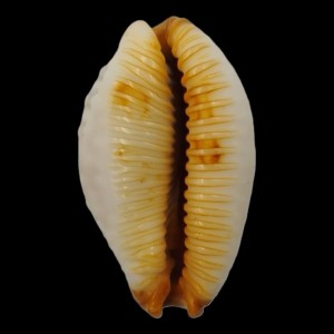 Muszla porcelanki Cypraea (Staphylaea) limacina (Lamarck, 1810) n.6