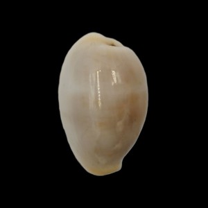 Muszla porcelanki Cypraea clandestina passerina (Melvill, 1888)