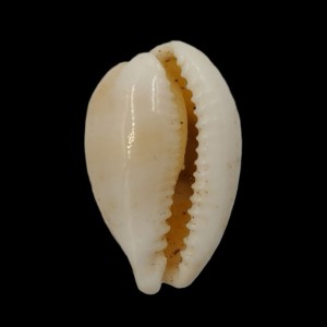Muszla porcelanki Cypraea clandestina passerina (Melvill, 1888)