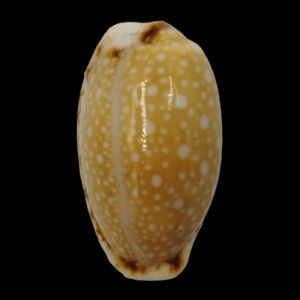 Muszla porcelanki Cypraea (Naria) gangranosa (Dillwyn, 1817)