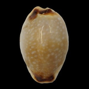 Muszla porcelanki Cypraea (Naria) gangranosa (Dillwyn, 1817)