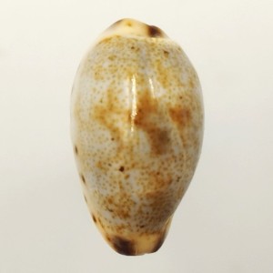 Muszla porcelanki Cypraea (Purpuradusta) gracilis (Gaskoin, 1849)