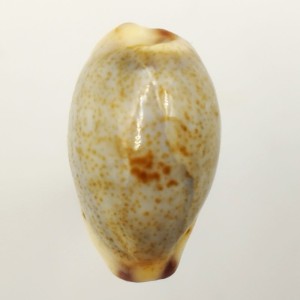 Muszla porcelanki Cypraea (Purpuradusta) gracilis (Gaskoin, 1849)