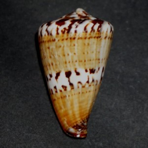 Muszla stożka Conus capitaneus (Linne, 1758) sm