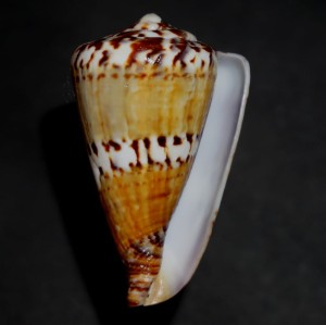 Muszla stożka Conus capitaneus (Linne, 1758) sm