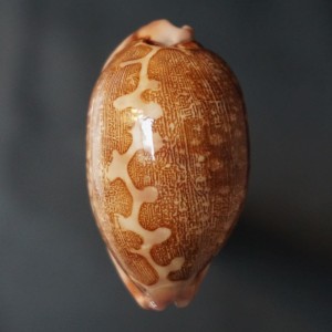 Muszla porcelanki Cypraea mappa (Linne, 1758) n.8