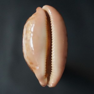 Muszla porcelanki Cypraea mappa (Linne, 1758) n.8