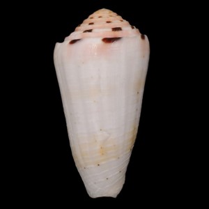 Muszla stożka Conus aurisiacus (Linne, 1758) n.4