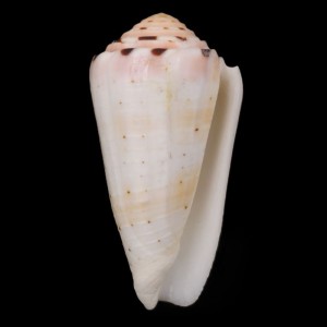 Muszla stożka Conus aurisiacus (Linne, 1758) n.4