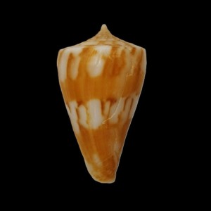 Muszla stożka Conus capitanellus (Fulton, 1938) n.2