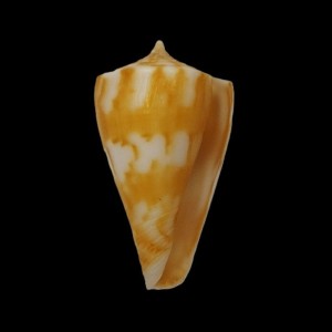 Muszla stożka Conus capitanellus (Fulton, 1938) n.2