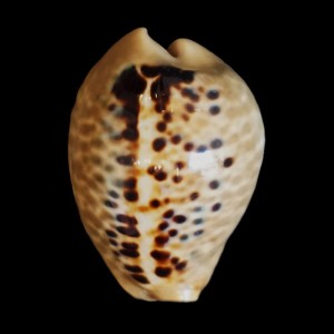 Muszla porcelanki Cypraea (Muracypraea) mus (Linne, 1758) n.17