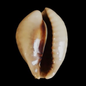 Muszla porcelanki Cypraea (Muracypraea) mus (Linne, 1758) n.17
