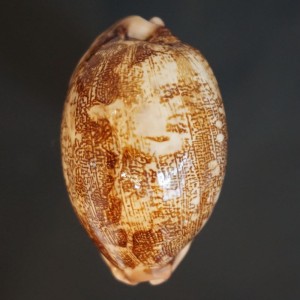 Muszla porcelanki Cypraea mappa (Linne, 1758) n.9