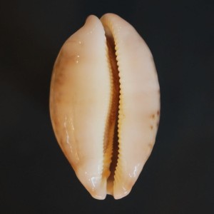 Muszla porcelanki Cypraea mappa (Linne, 1758) n.9