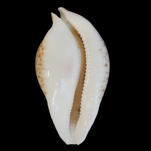 Muszla porcelanki Cypraea (Umbilia) hesitata hesitata (Iredale, 1916) n.2