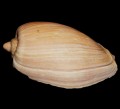 DSC05817.JPG