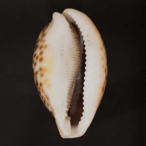 Muszla porcelanki Cypraea pantherina (Lightfoot, 1786) XL n.15