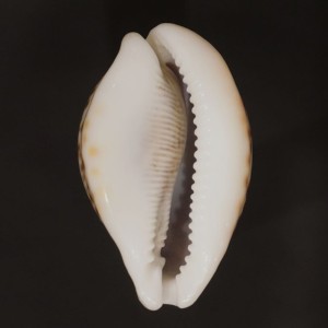 Muszla porcelanki Cypraea pantherina (Lightfoot, 1786) n.16