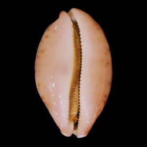 Muszla porcelanki Cypraea mappa panerythra (Melvill, 1888) n.9