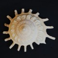DSC06236.JPG