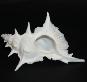 Muszla rozkolca Siratus alabaster (Reeve, L.A., 1845) n.17