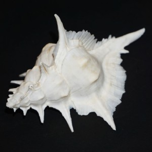 Muszla rozkolca Siratus alabaster (Reeve, L.A., 1845) n.17