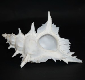 Muszla rozkolca Siratus alabaster (Reeve, L.A., 1845) n.18