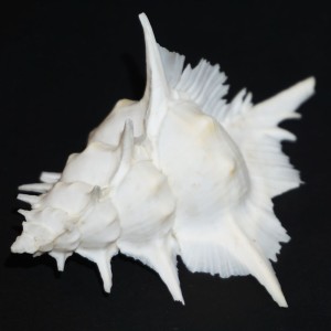 Muszla rozkolca Siratus alabaster (Reeve, L.A., 1845) n.18