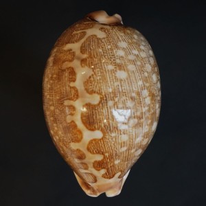 Muszla porcelanki Cypraea mappa (Linne, 1758) n.12