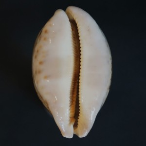 Muszla porcelanki Cypraea mappa (Linne, 1758) n.12