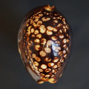 Muszla porcelanki Cypraea (Mauritia) mauritiana (Linne, 1758) n.26