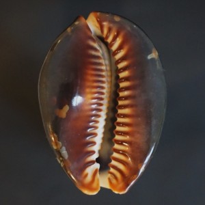 Muszla porcelanki Cypraea (Mauritia) mauritiana (Linne, 1758) n.26